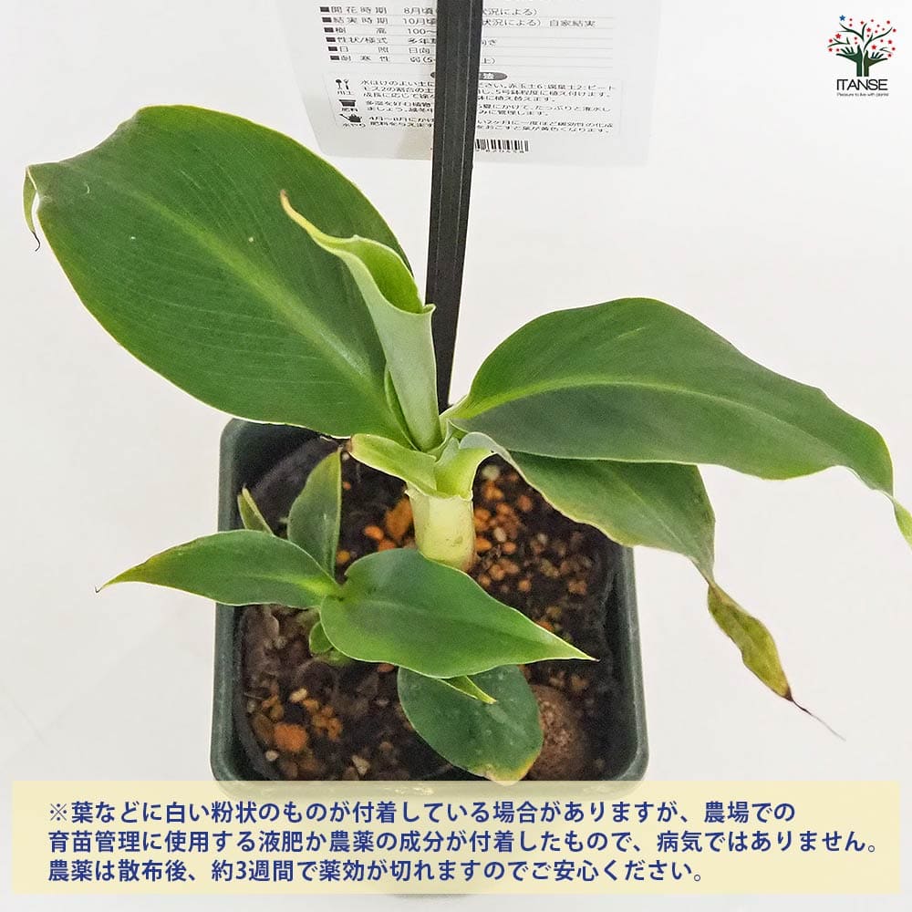 バナナの苗 スーパードワーフキャベンディッシュ 【果樹の苗 4号