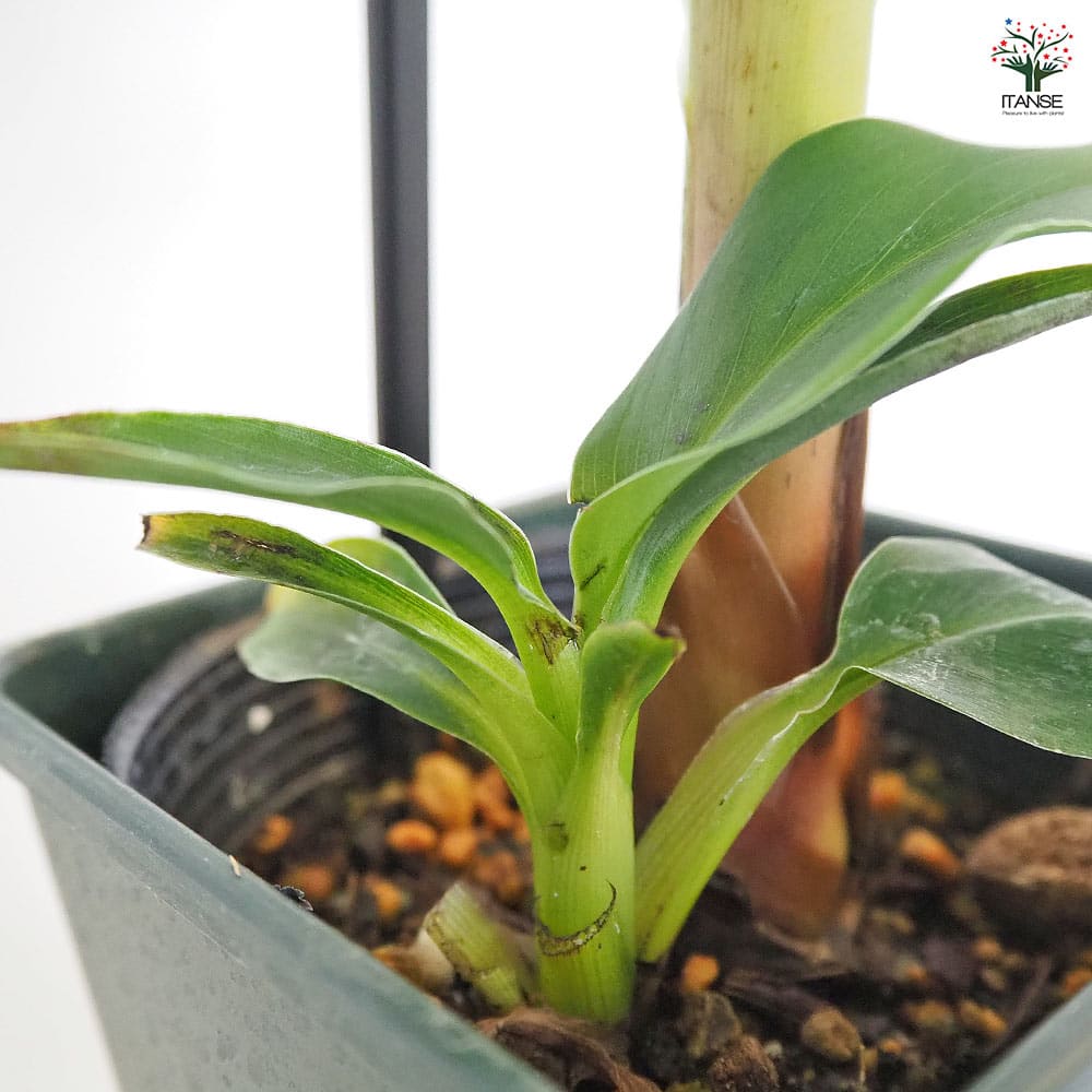 バナナの苗 スーパードワーフキャベンディッシュ 【果樹の苗 4号