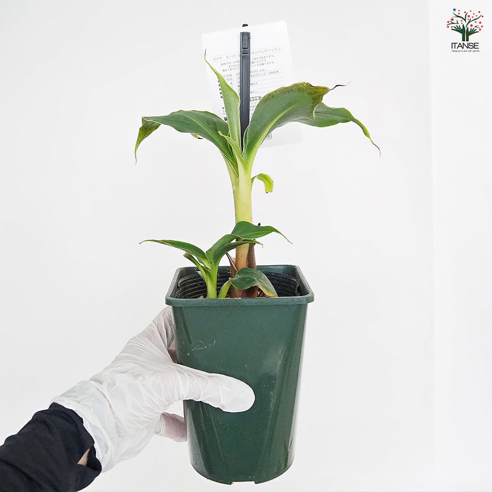 バナナの苗 スーパードワーフキャベンディッシュ 【果樹の苗 4号