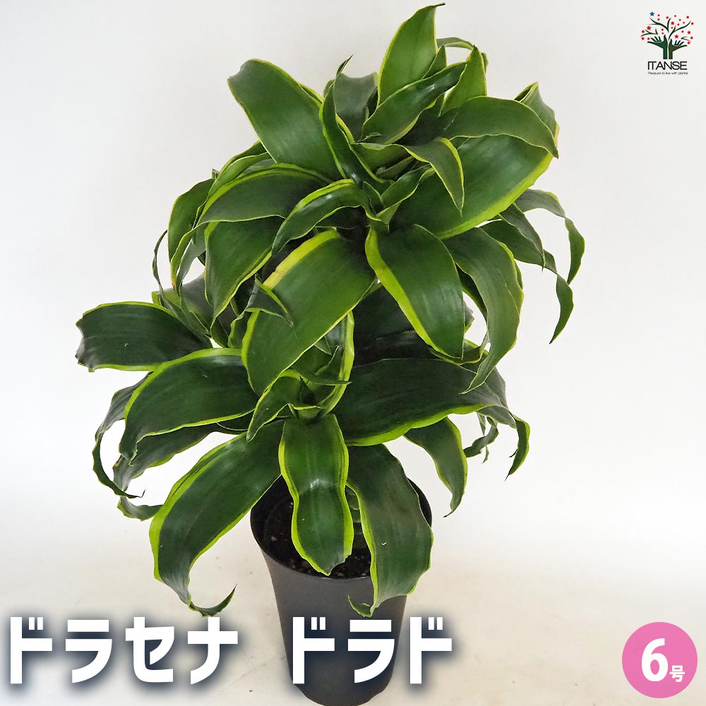 ドラセナ ドラド 【観葉植物 6号／1個売り】｜ 【植物のITANSE