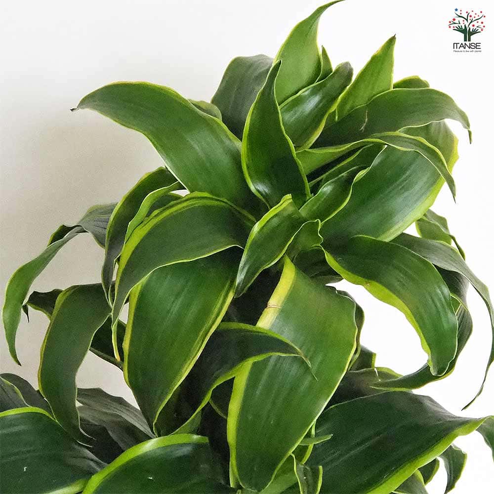 ドラセナ ドラド 【観葉植物 6号／1個売り】｜ 【植物のITANSE