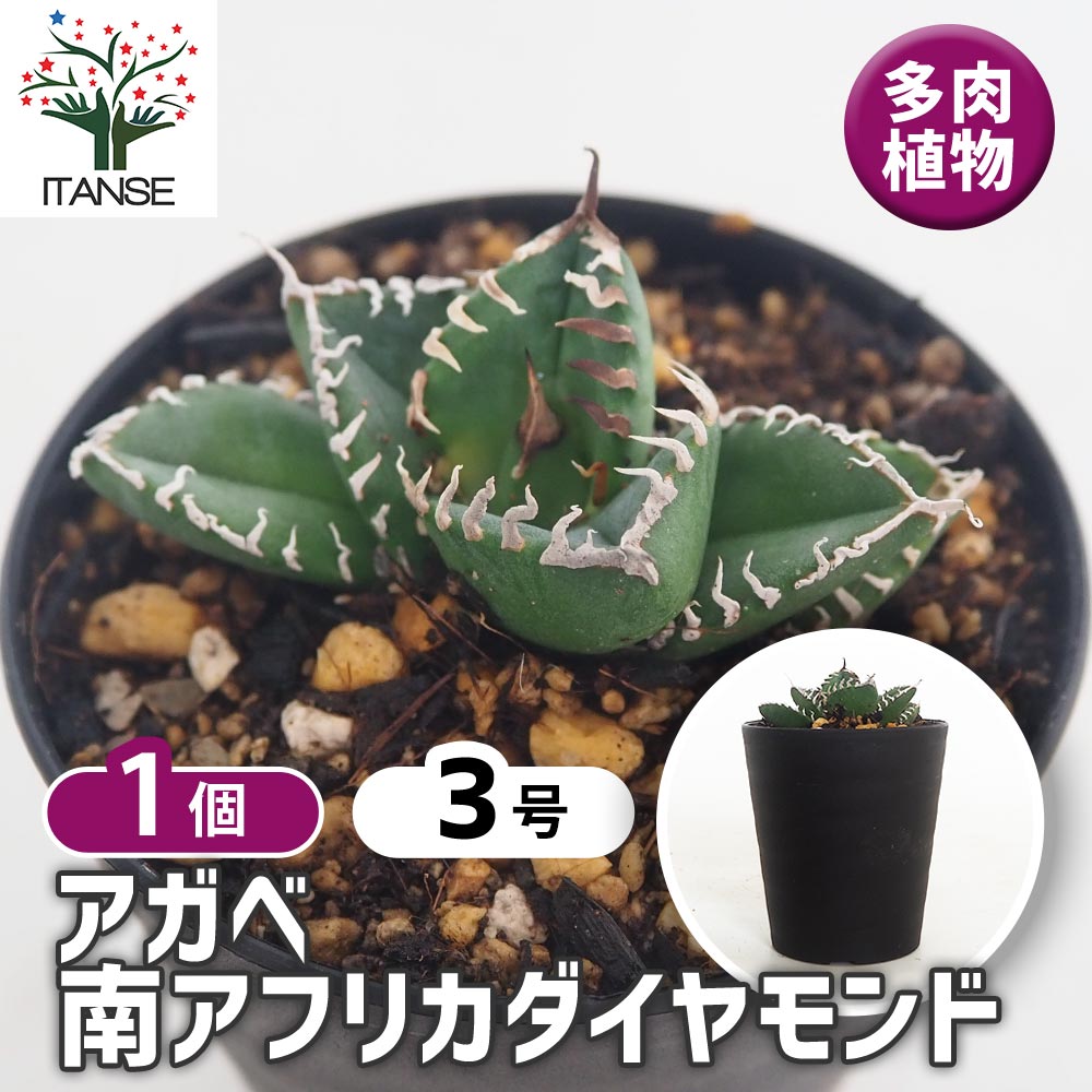 アガベ 南アフリカダイヤモンド 【多肉植物 3号／1個売り