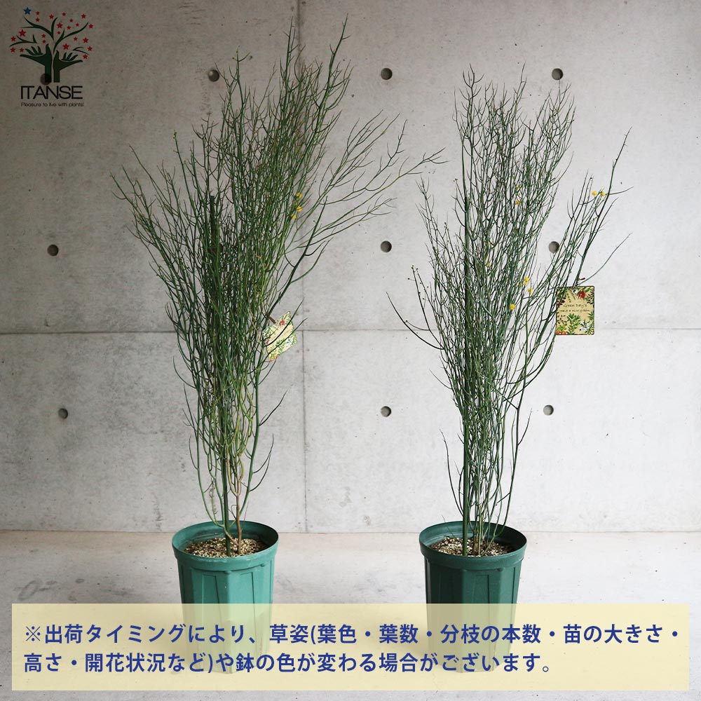 アカシア・スピニーワトル(スピネセンス)【庭木 スリット鉢7号 大苗／1