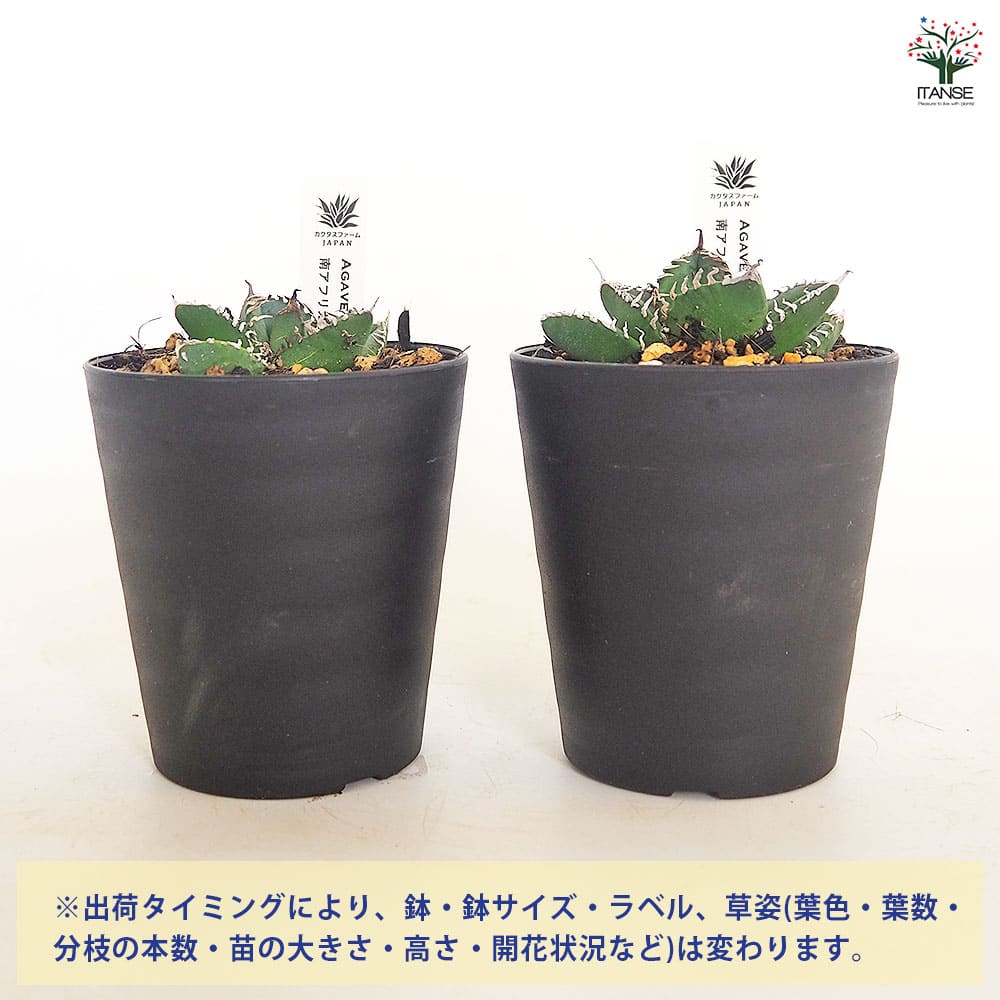 アガベ 南アフリカダイヤモンド 【多肉植物 3号/1個売り】| 【植物の アガベ 南アフリカダイヤモンド 【多肉植物 3号/1個売り】| 【植物の