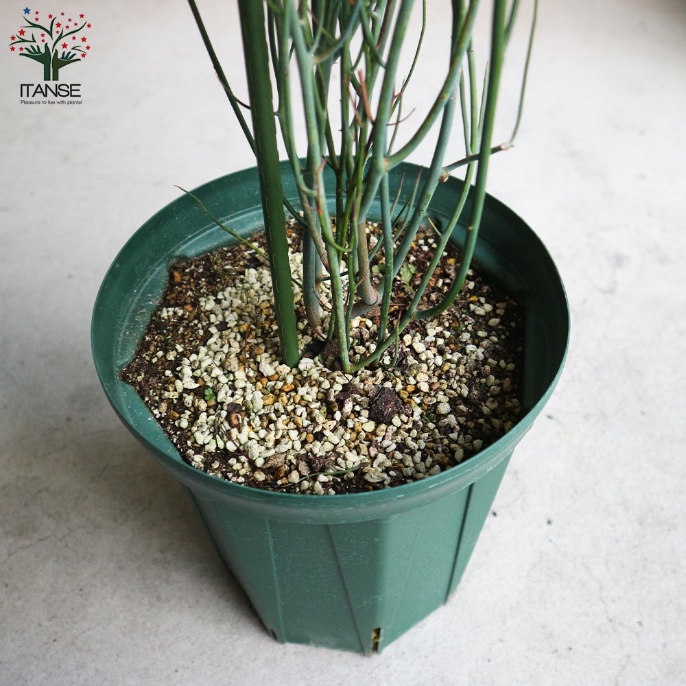 アカシア・スピニーワトル(スピネセンス)【庭木 スリット鉢7号 大苗／1