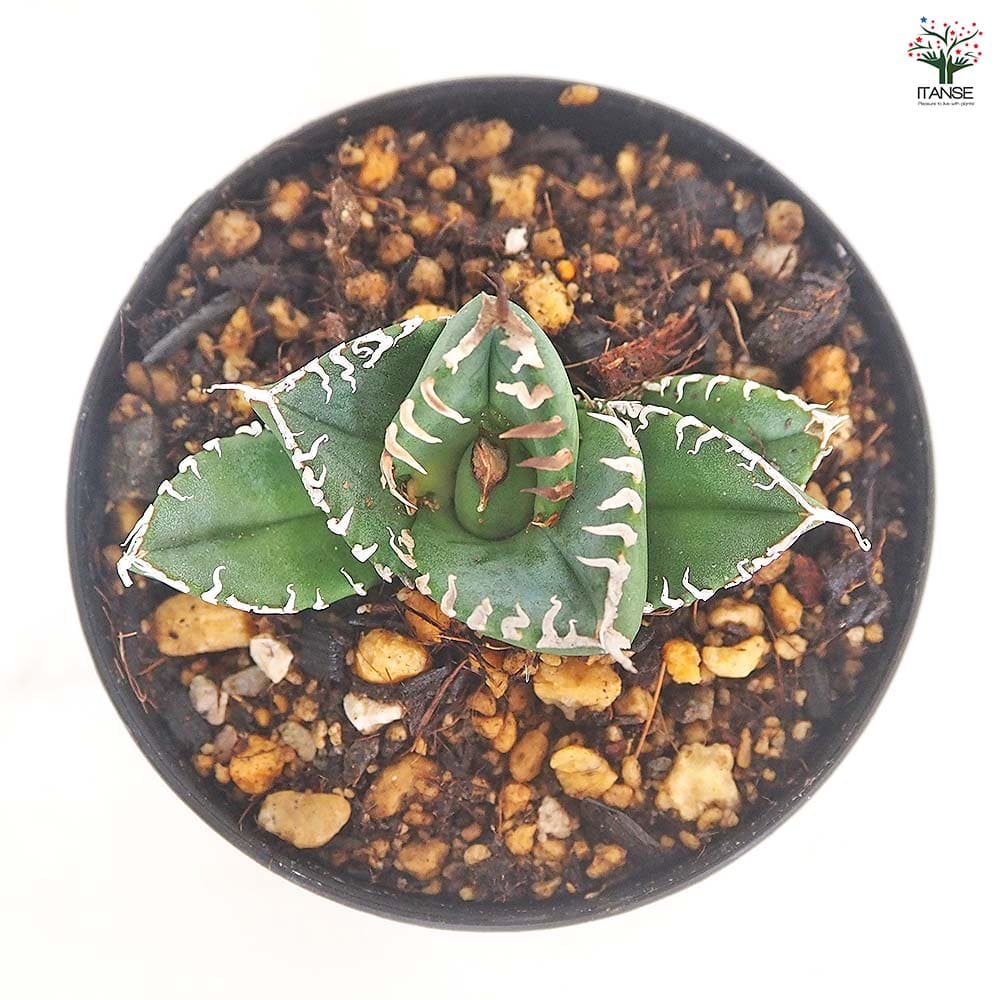 アガベ 南アフリカダイヤモンド 【多肉植物 3号／1個売り