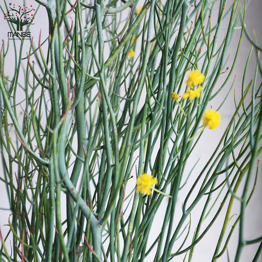 アカシア・スピニーワトル(スピネセンス)【庭木 スリット鉢7号 大苗／1