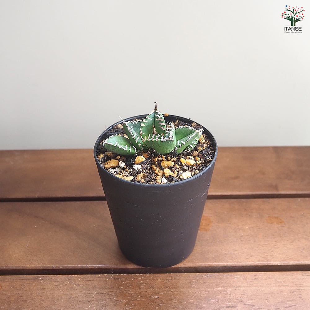アガベ　南アフリカダイヤモンド錦 アガベ 南アフリカダイヤモンド 【多肉植物 3号／1個売り