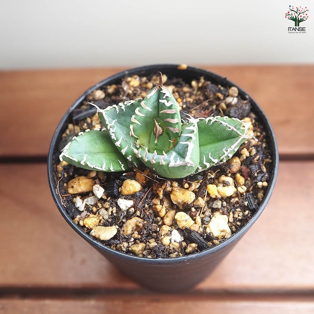 アガベ 南アフリカダイヤモンド 【多肉植物 3号／1個売り】｜ 【植物の