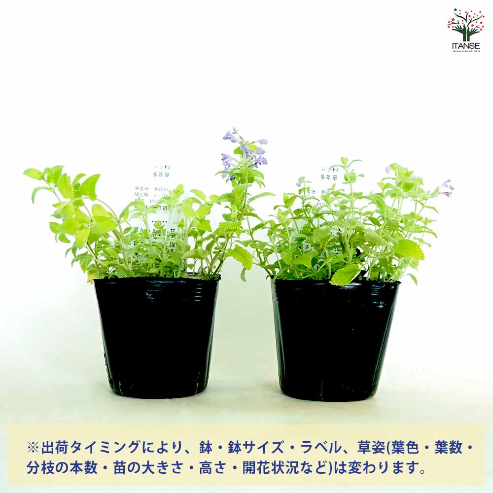 キャットミント ライムライト 【ハーブの苗 3.5号】