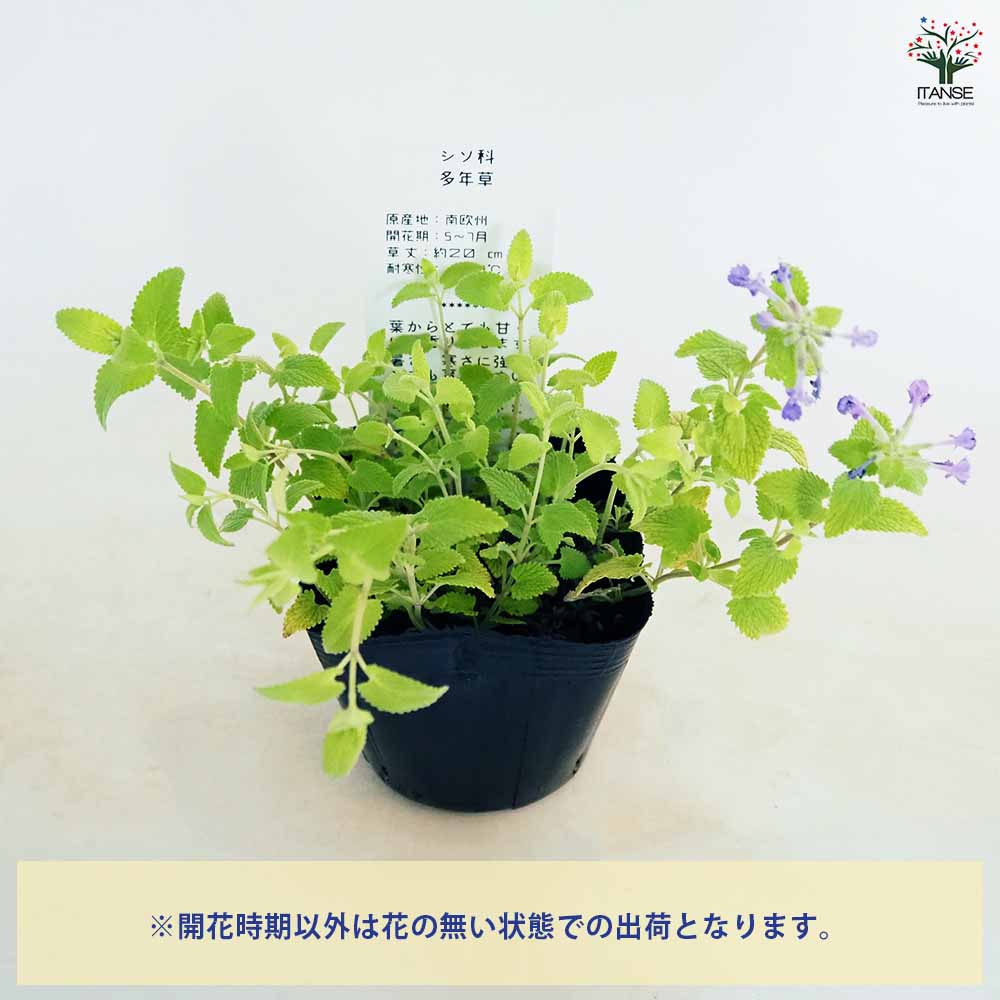 キャットミント ライムライト 【ハーブの苗 3.5号】