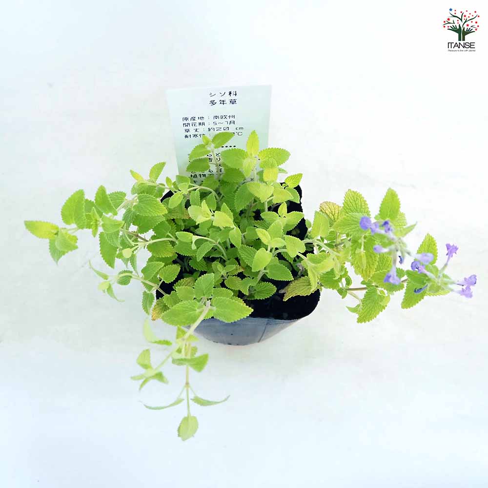 キャットミント ライムライト 【ハーブの苗 3.5号】