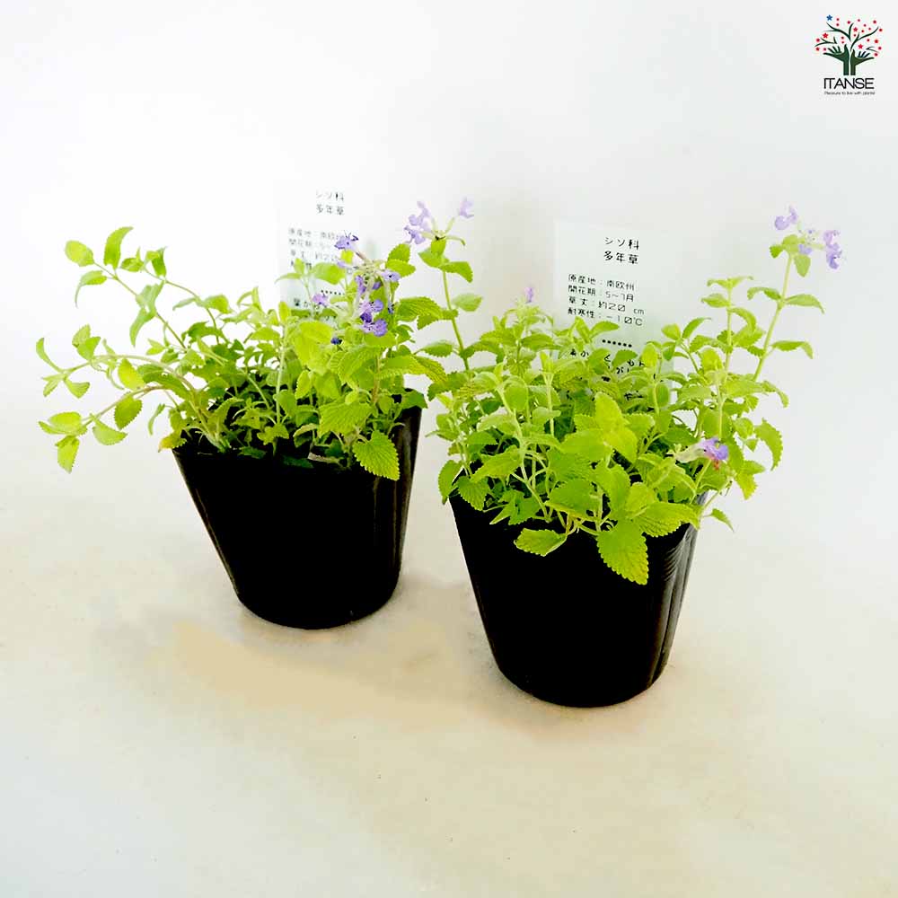 キャットミント ライムライト 【ハーブの苗 3.5号】