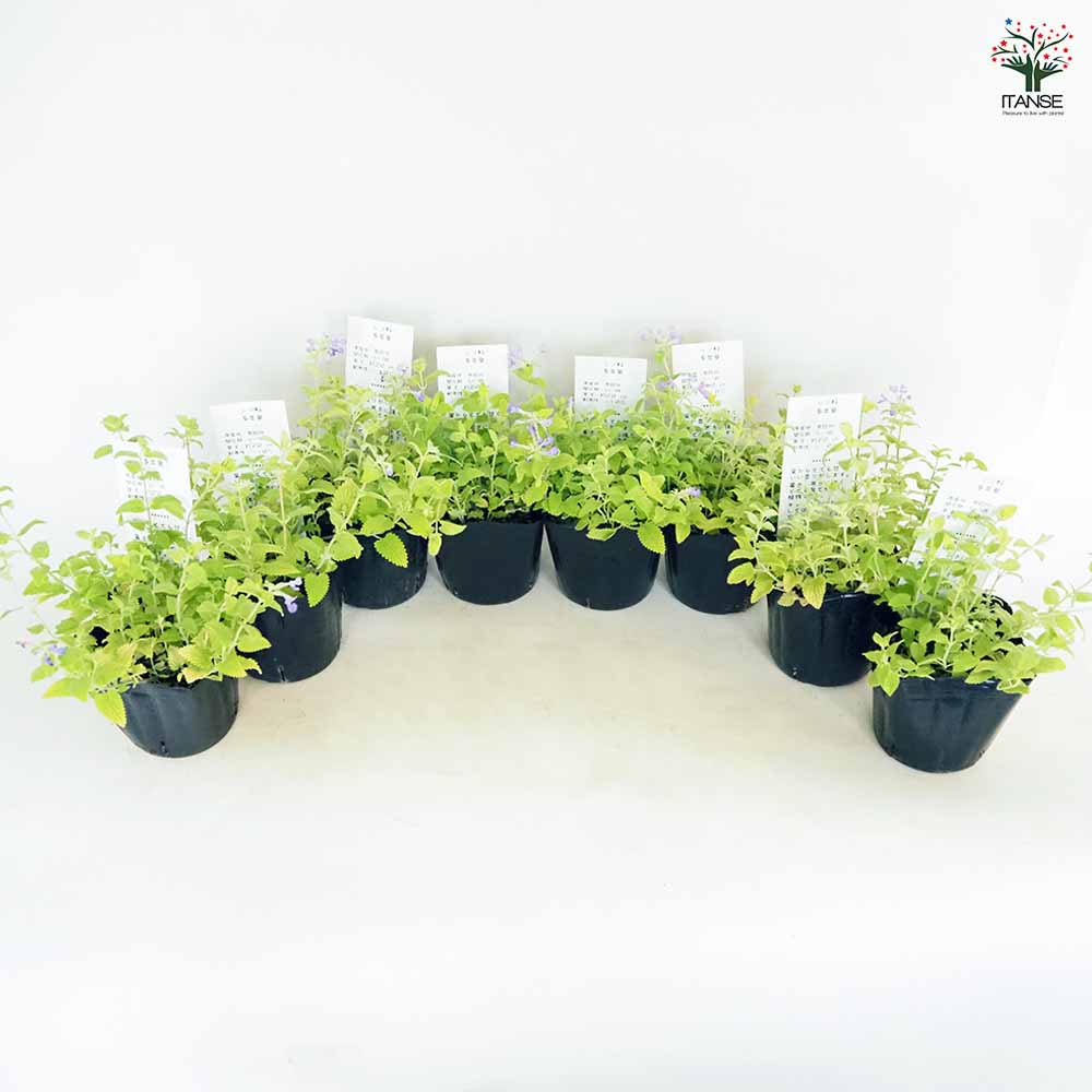 キャットミント ライムライト 【ハーブの苗 3.5号】