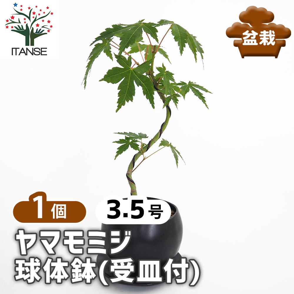 ヤマモミジ 球体鉢(受皿付) 【盆栽 3.5号／1個売り】｜ 【植物の