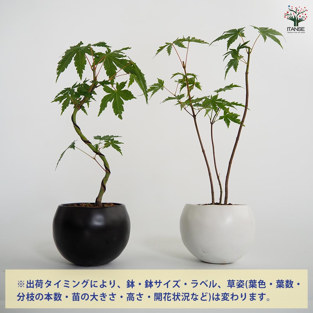 ヤマメ鉢 メダカの深鉢 黒茶13号 スターペット 水槽単品 | ホームセンター