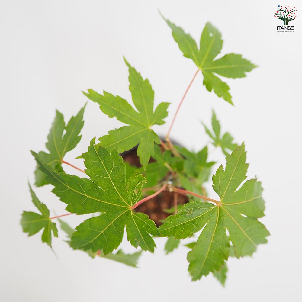 ヤマモミジ 球体鉢(受皿付) 【盆栽 3.5号／1個売り】｜ 【植物の