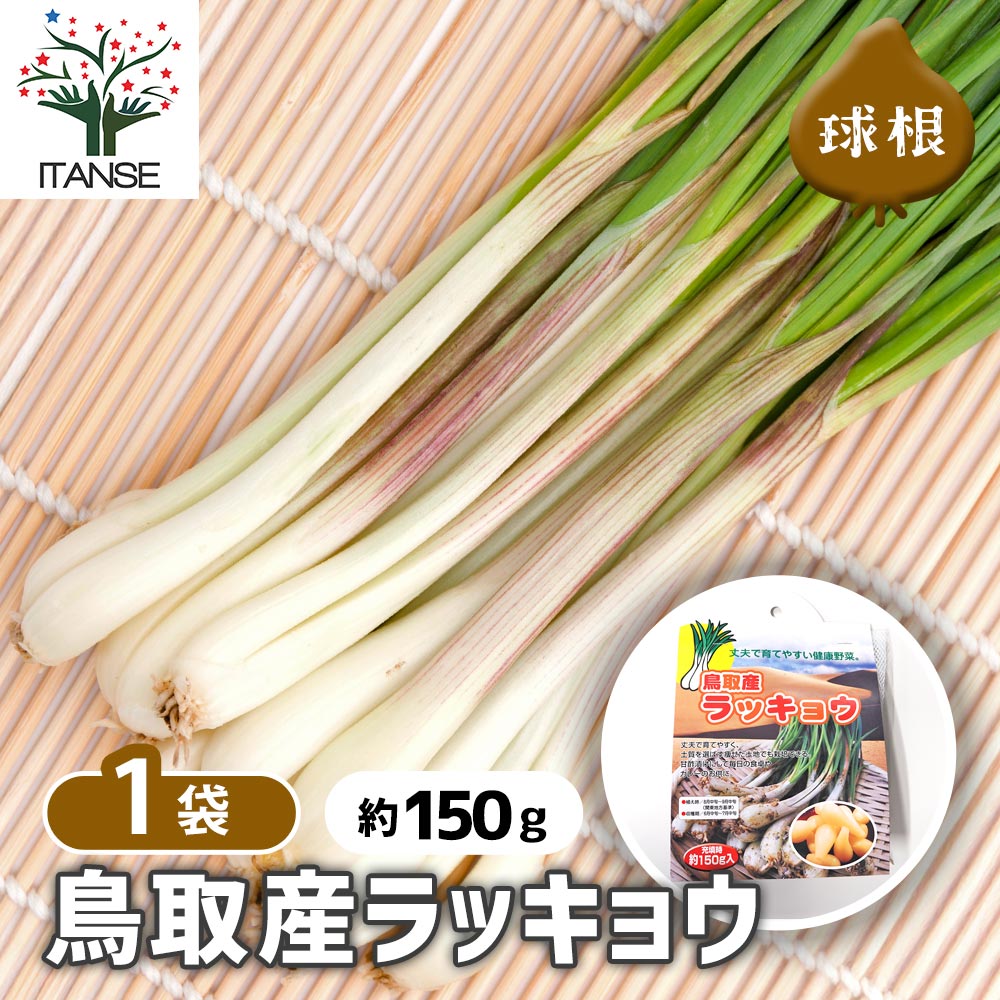 鳥取産ラッキョウ 【野菜球根 充填時150g /1個売り】