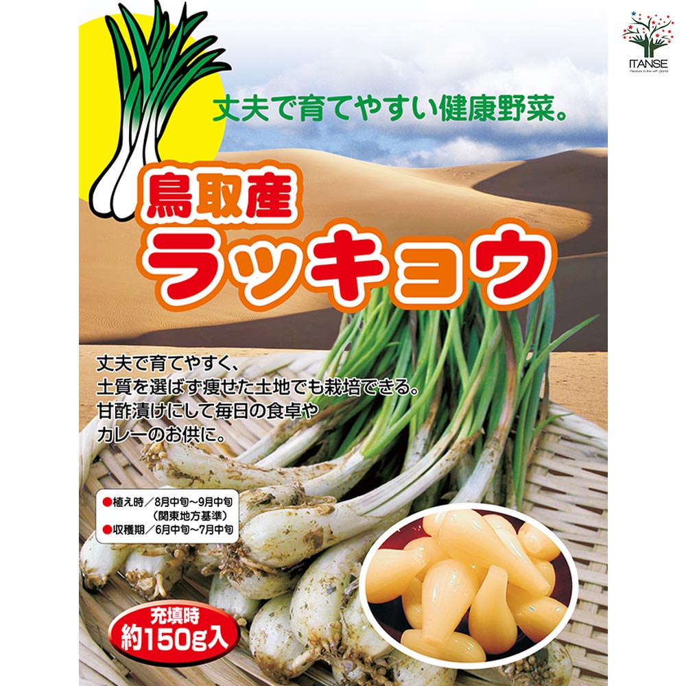 鳥取産ラッキョウ 【野菜球根 充填時150g /1個売り】