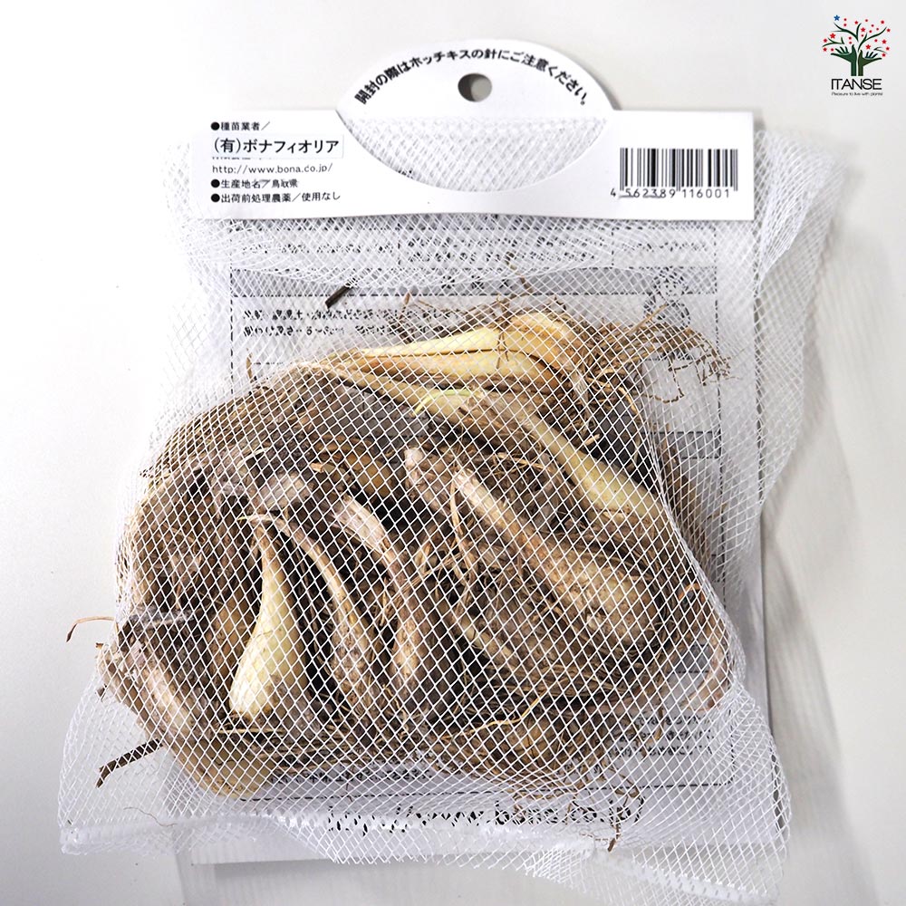 鳥取産ラッキョウ 【野菜球根 充填時150g /1個売り】