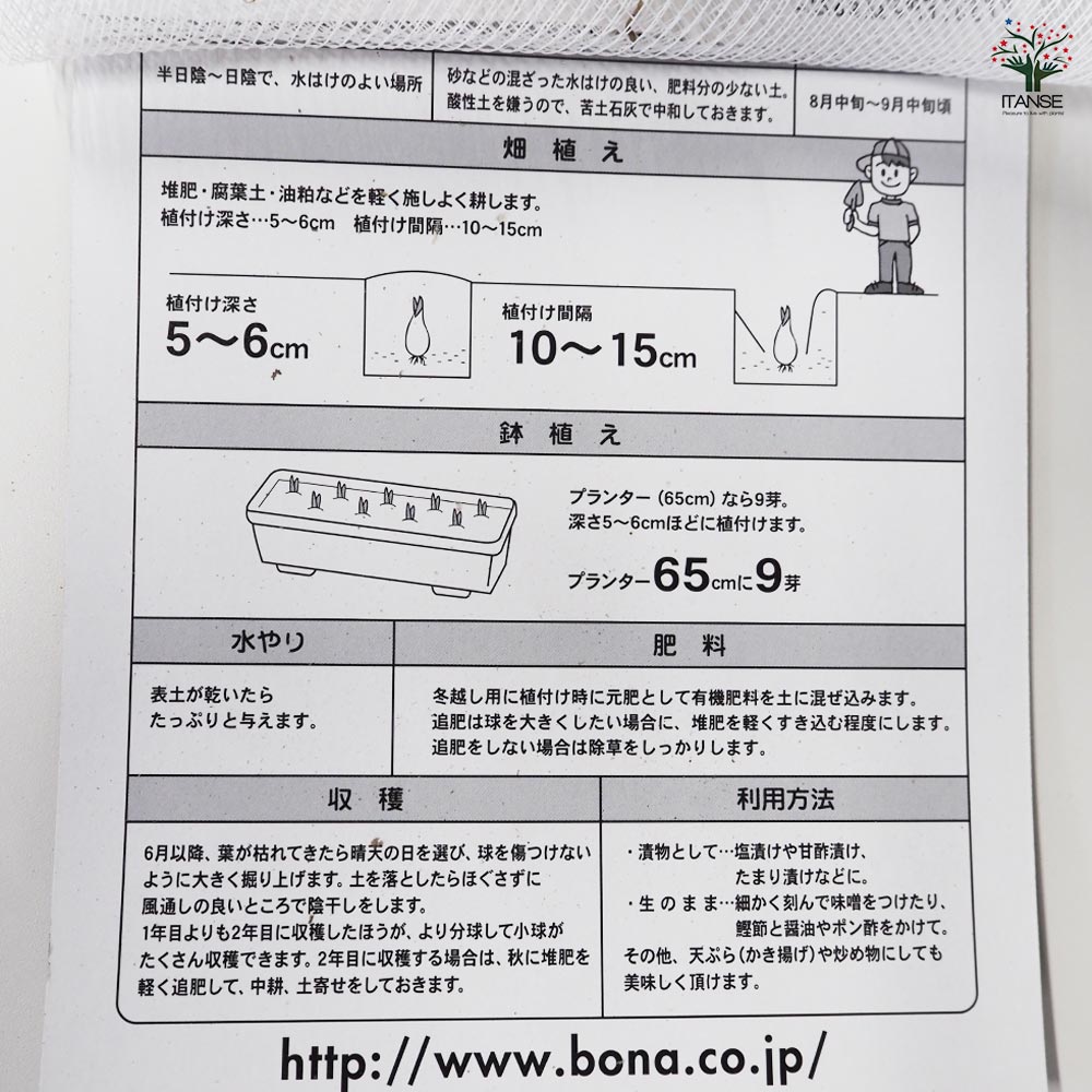 鳥取産ラッキョウ 【野菜球根 充填時150g /1個売り】