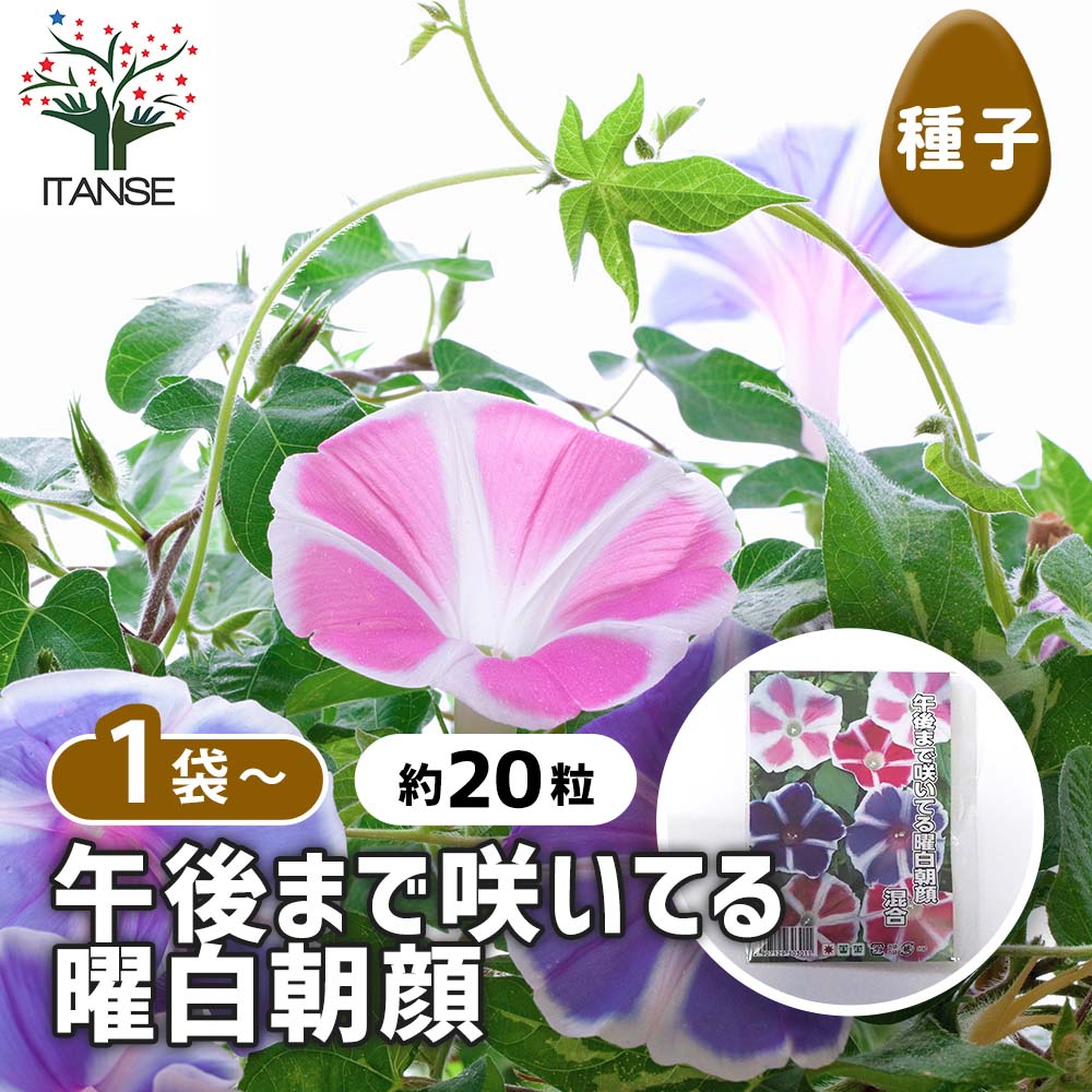 種子 午後まで咲いてる曜白朝顔 混合 【 約20粒／1袋売り】｜ 【植物の