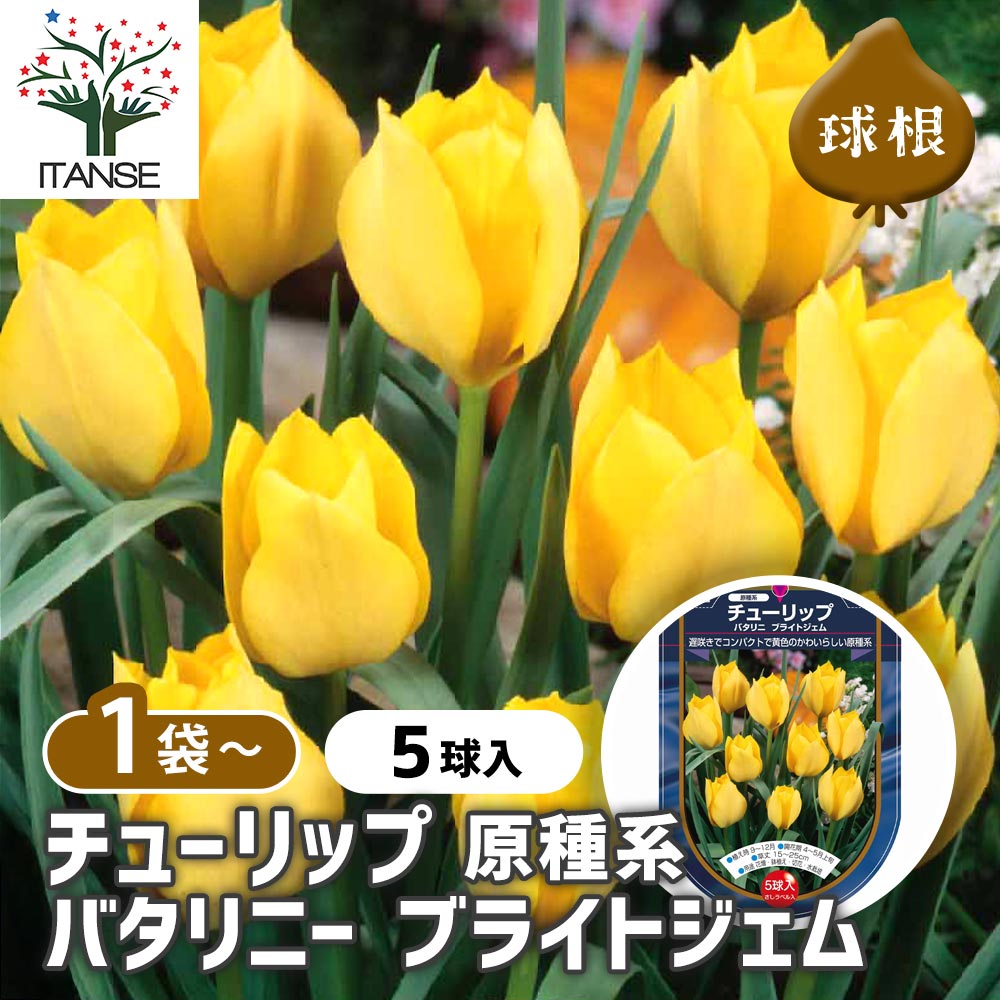 花球根 チューリップ 原種系 バタリニー ブライトジェム 【花球根 5球