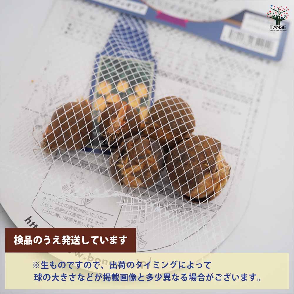 花球根 チューリップ 原種系 バタリニー ブライトジェム 【花球根 5球