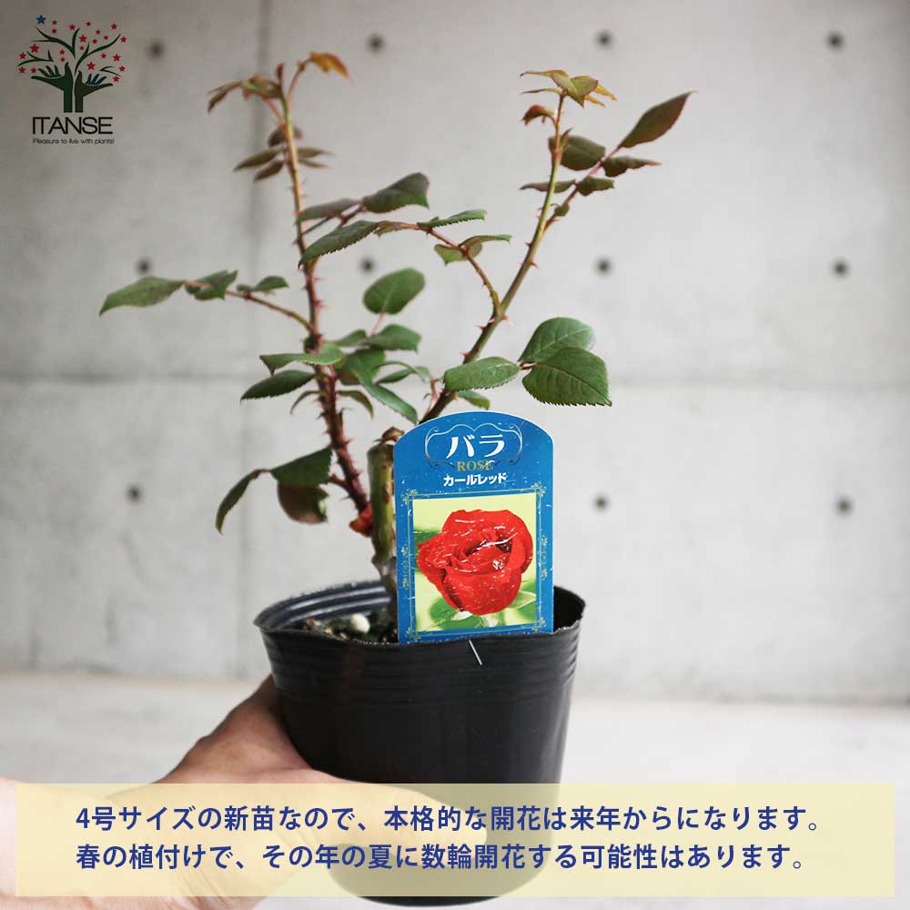 薔薇の苗 カールレッド (四季咲きハイブリッドティーローズ)【花苗新苗4号ポット 国産接ぎ木苗／1個売り】