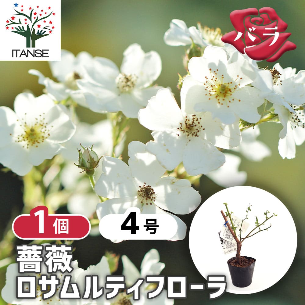 薔薇 ロサムルティフローラ 【花木苗 4号／1個売り】｜ 【植物の