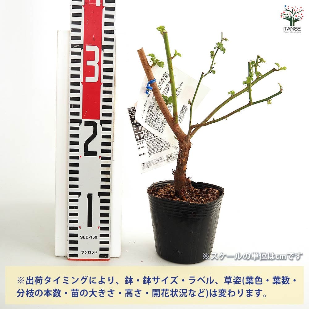 薔薇 ロサムルティフローラ 【花木苗 4号／1個売り】｜ 【植物の