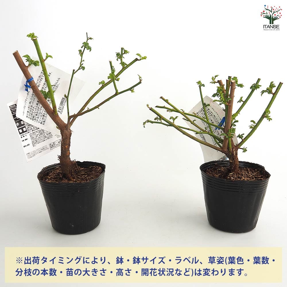薔薇 ロサムルティフローラ 【花木苗 4号／1個売り】｜ 【植物の