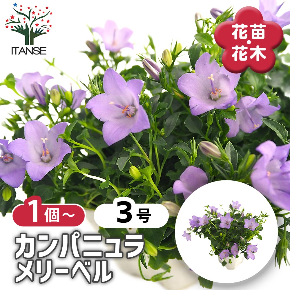 カンパニュラ メリーベル 【花苗 3号】｜ 【植物のITANSE】全品