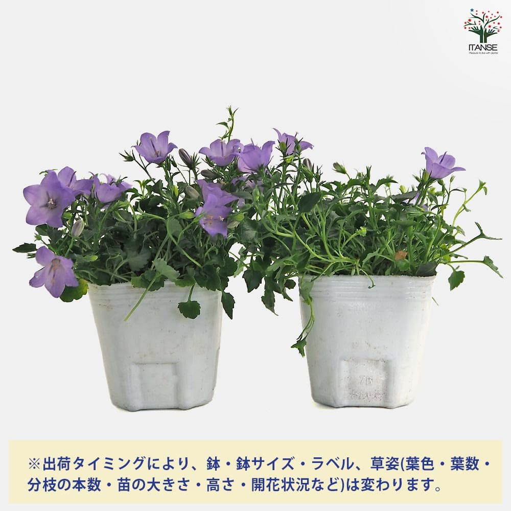 カンパニュラ メリーベル 【花苗 3号】｜ 【植物のITANSE】全品