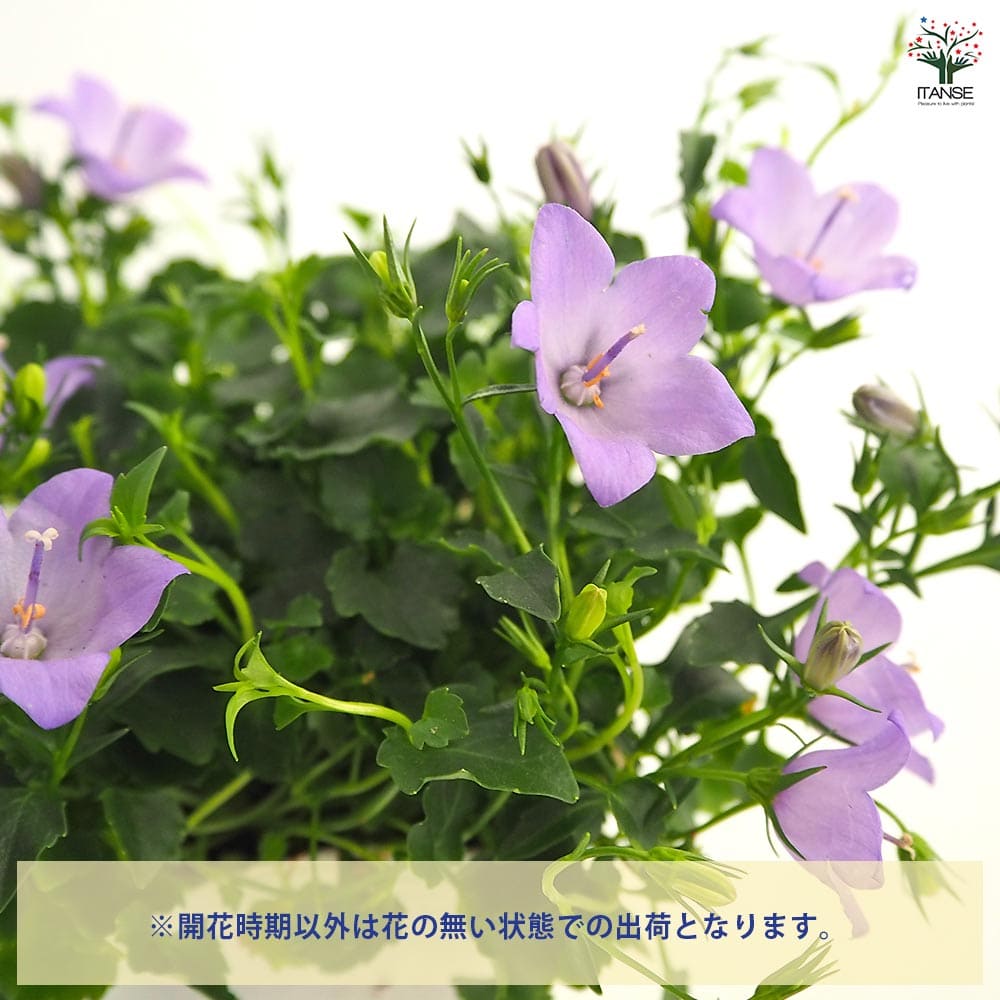 カンパニュラ メリーベル 【花苗 3号】｜ 【植物のITANSE】全品