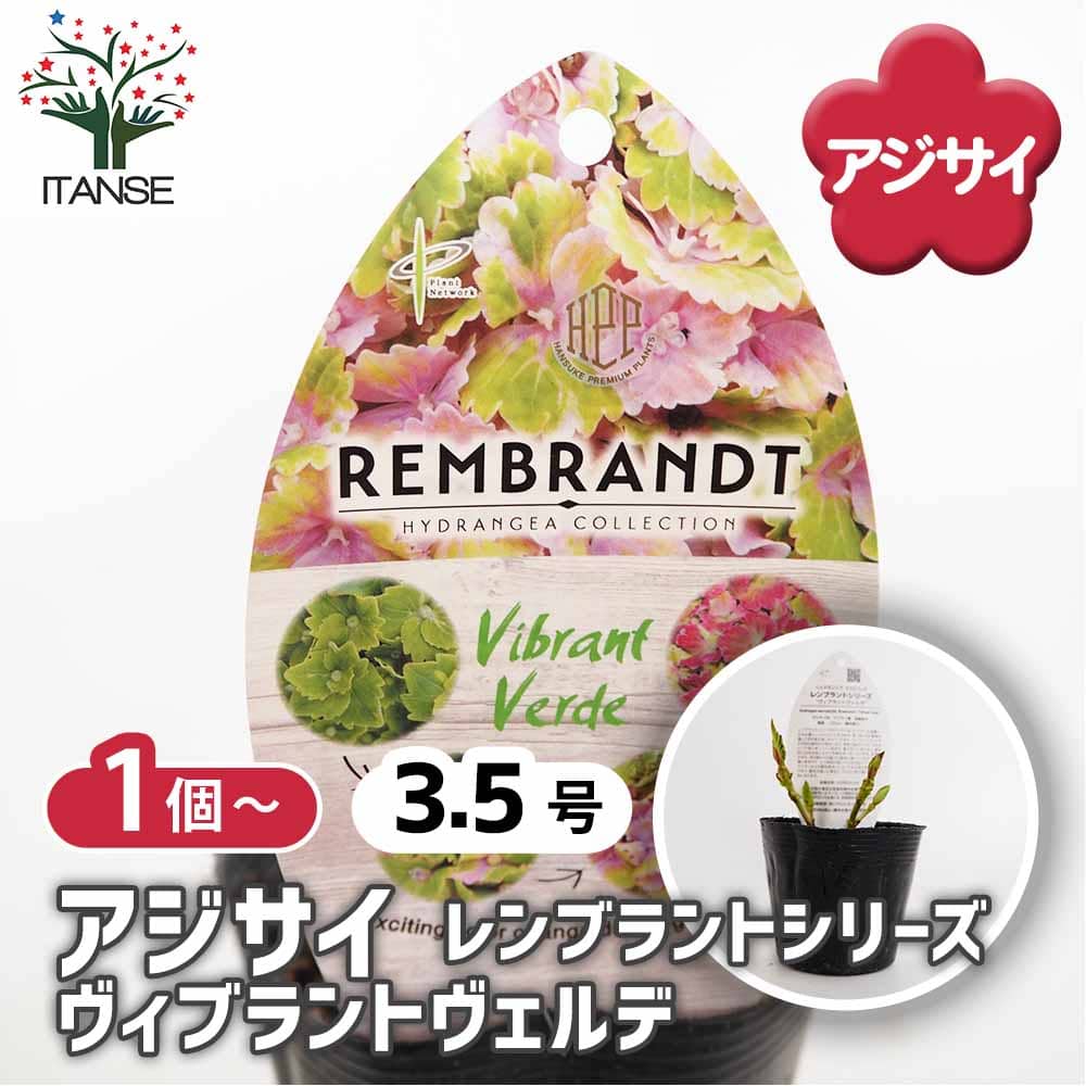 アジサイ レンブラント ヴィブラントヴェルデ 【花木苗 3.5号 
