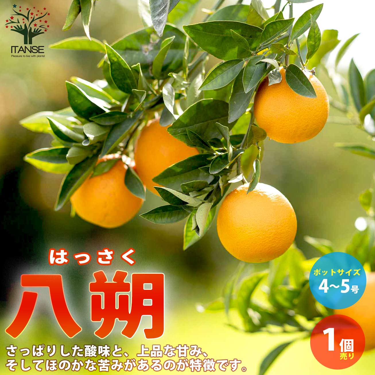 みかんの苗 八朔(はっさく)【果樹の苗木 4～5号ポット 接木苗／1個売り】