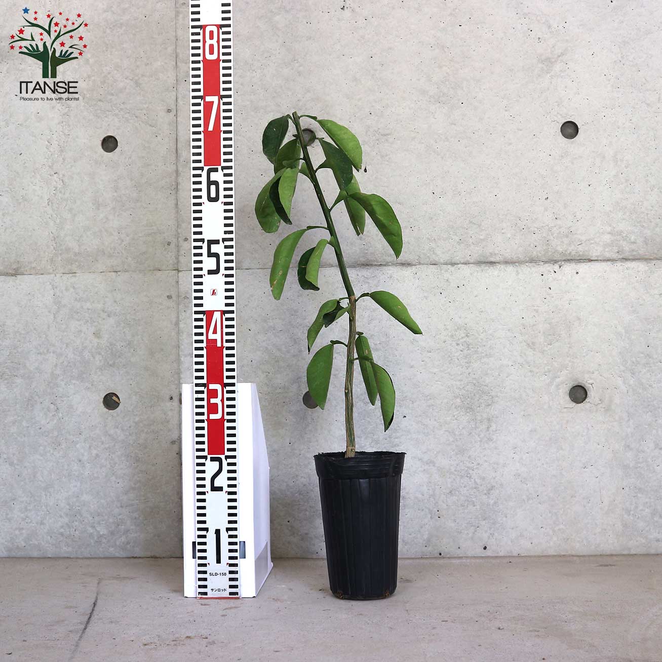 みかんの苗 八朔(はっさく)【果樹の苗木 4～5号ポット 接木苗／1個売り】