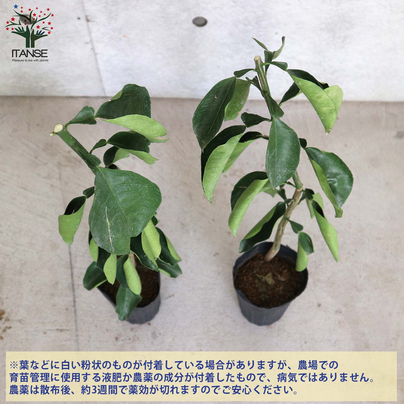 みかんの苗 八朔(はっさく)【果樹の苗木 4～5号ポット 接木苗／1