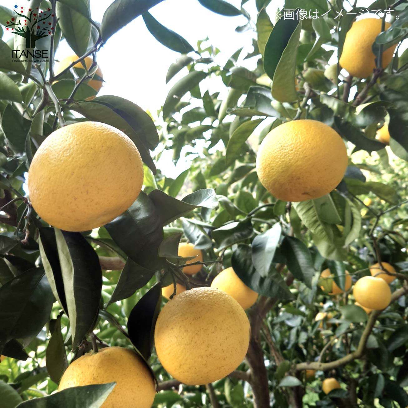 みかんの苗 八朔(はっさく)【果樹の苗木 4～5号ポット 接木苗／1個売り】