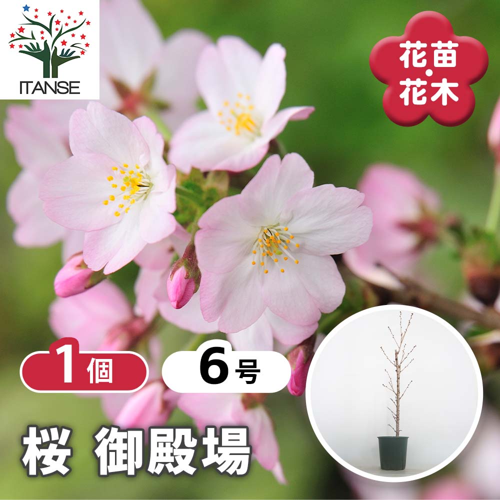 桜の苗木 御殿場 【花木苗 6号／1個売り】｜ 【植物のITANSE