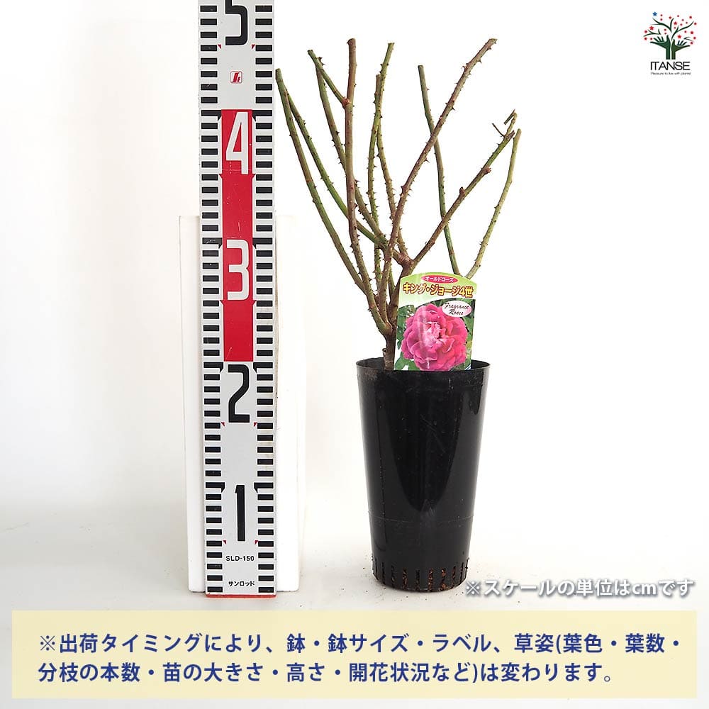 薔薇 キングジョージ4世 接木苗【花苗 4号／1個売り】｜ 【植物の