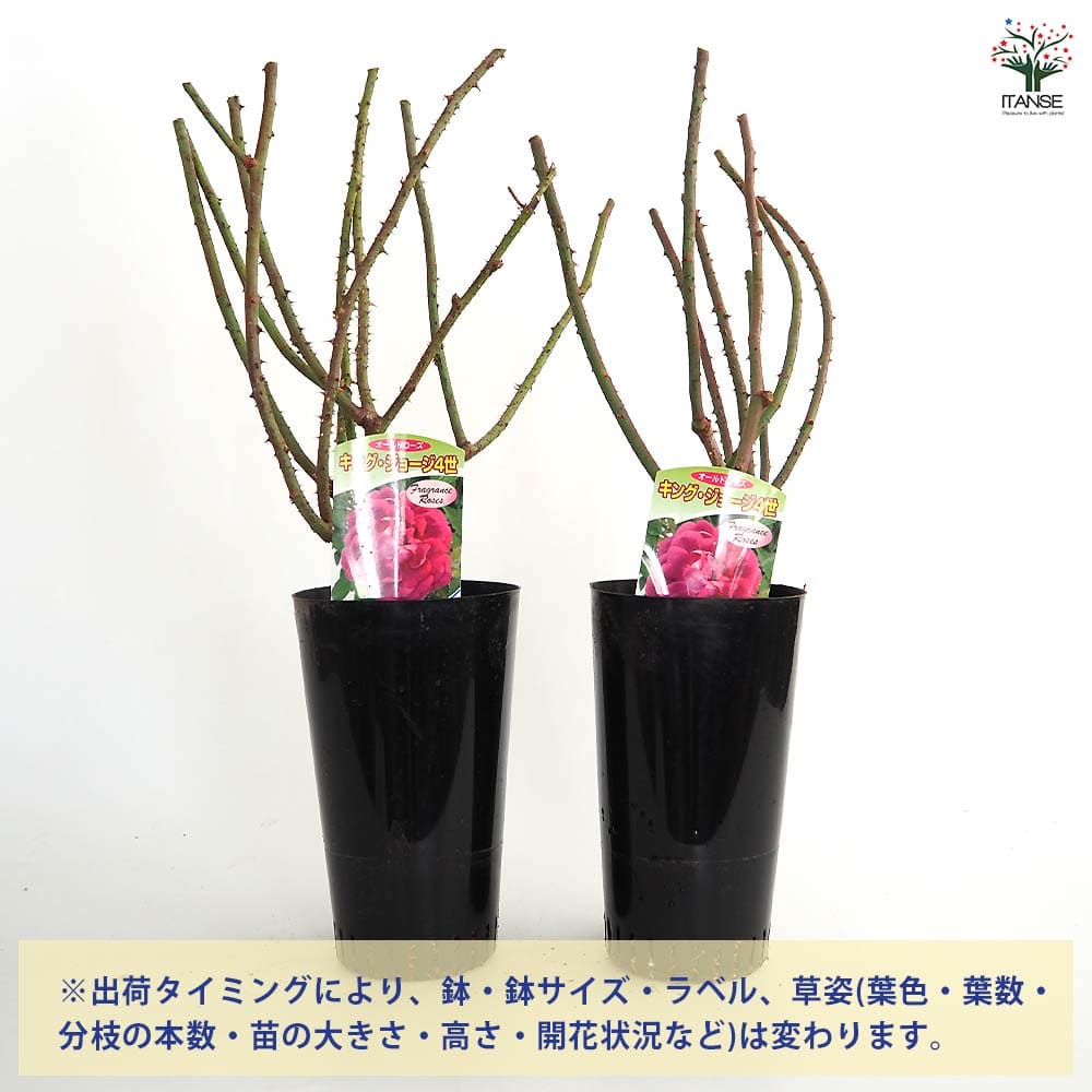 薔薇 キングジョージ4世 接木苗【花苗 4号／1個売り】｜ 【植物の