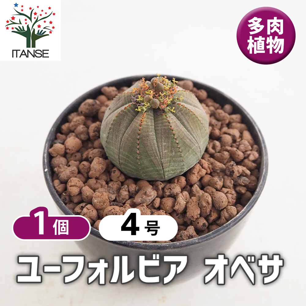ユーフォルビア オベサ 【多肉植物 4号／1個売り】｜ 【植物の
