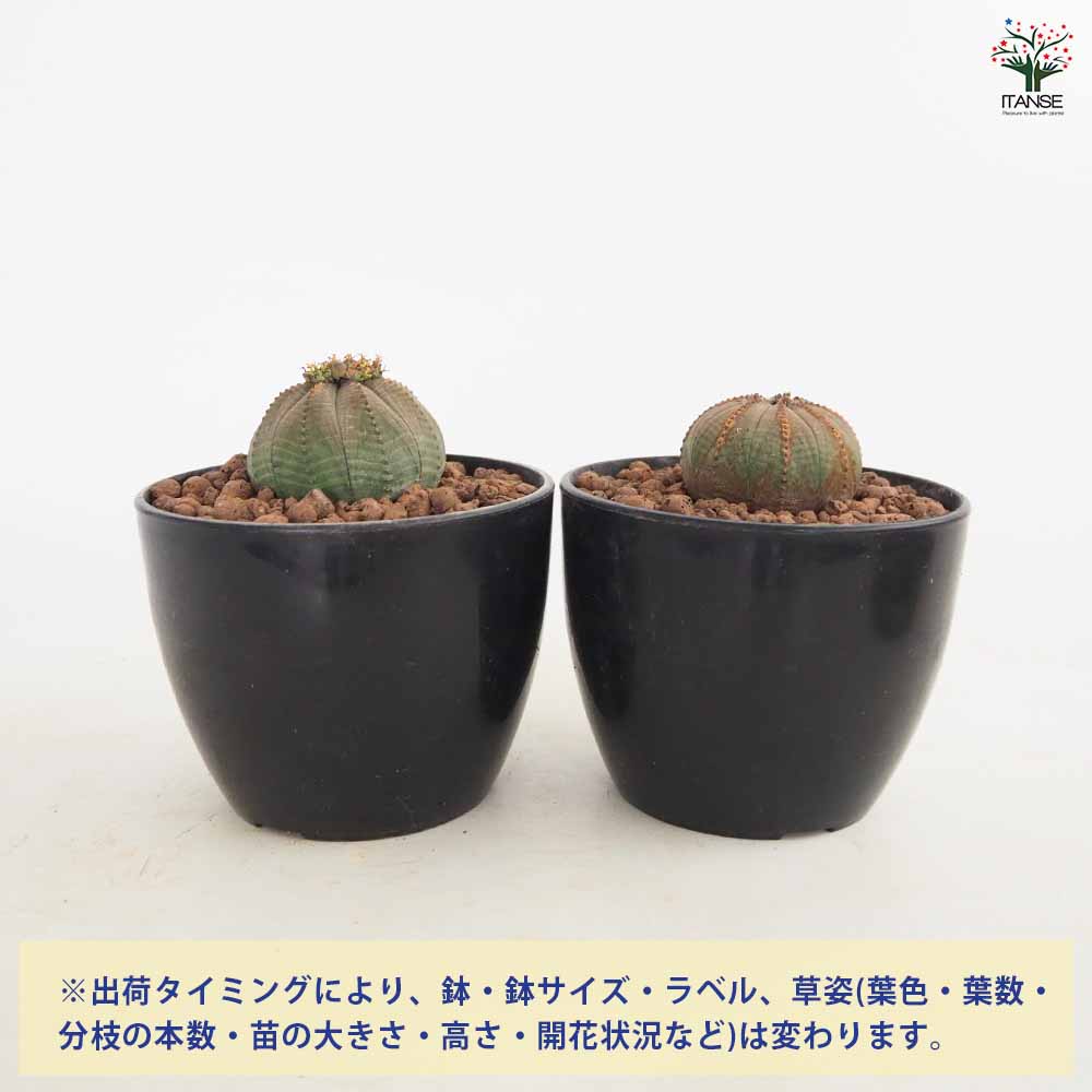 オベサ 4号 ユーフォルビア オベサ 【多肉植物 4号／1個売り】｜ 【植物の