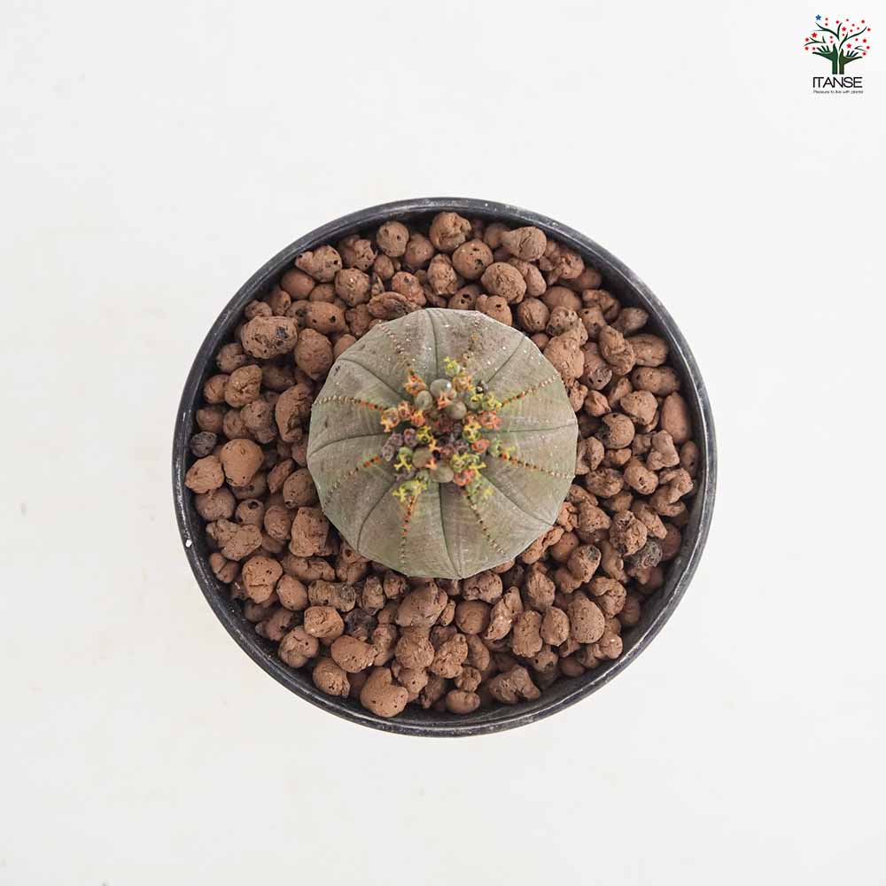 ユーフォルビア オベサ 【多肉植物 4号／1個売り】｜ 【植物の