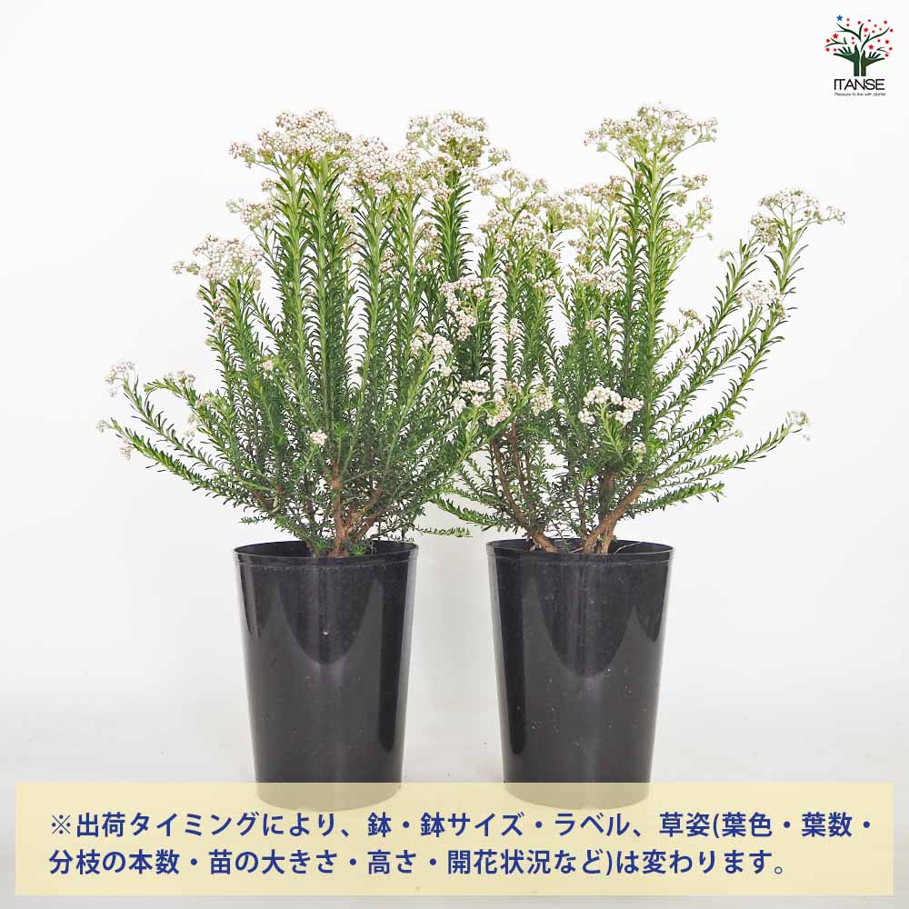 ライスフラワー スプリングホワイト 【花木苗 5号／1個売り】｜ 【植物