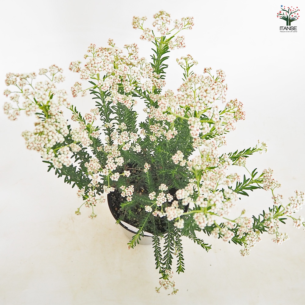 ライスフラワー スプリングホワイト 【花木苗 5号／1個売り】｜ 【植物
