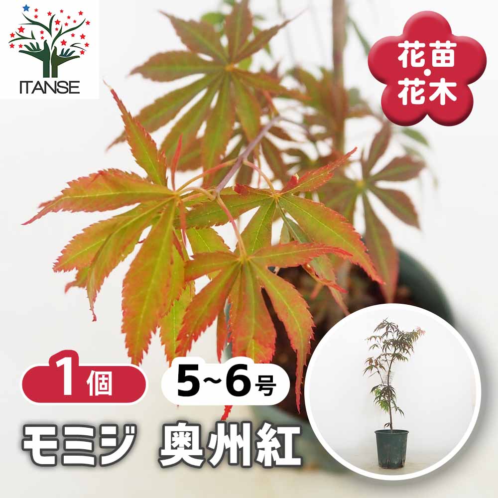 モミジ(カエデ)の苗木 奥州紅 【花木苗 5号／1個売り】｜ 【植物の