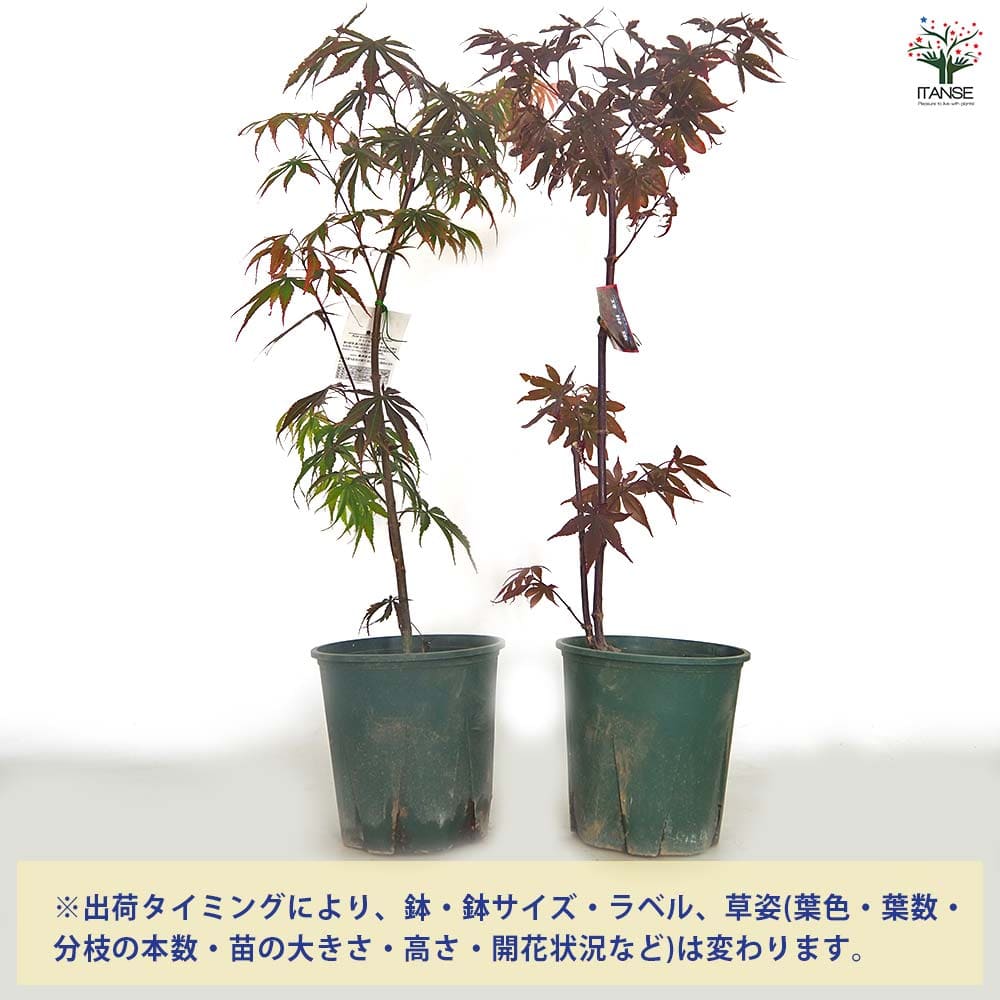 モミジ(カエデ)の苗木 奥州紅 【花木苗 5号／1個売り】｜ 【植物の